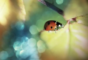 Ladybug
