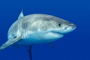 Great white shark