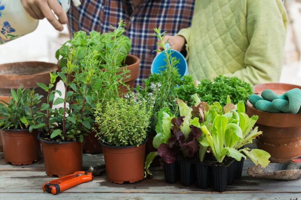 Child helps to father planting herbs and making urban garden