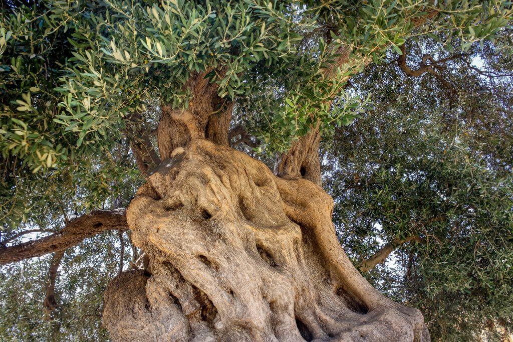 Olive tree from below